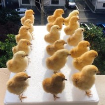 아크릴무드등 유라시안 닭고기 박제 1 개/오리 표본 교육/장식, 1.chick-XJ - 5PCS