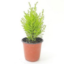 율마(소) 실내공기정화식물 공기청정식물 율마키우기, 365바운스 본상품선택