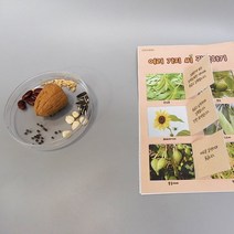 여러가지 씨 관찰하기(1인세트)식물의한살이