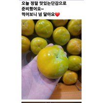 [새벽배송]제철과일 단감 프리미엄 당일경매과일 3kg 5kg 10kg 초신선과일 가락시장 당일배송, 단감5kg