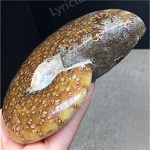 암모나이트 삼엽충 달팽이 과학교재 수석 표본