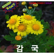 (희귀씨앗) 국화차로 좋은 감국씨앗 15립