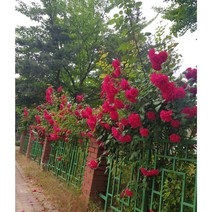 행복한꽃순이//덩쿨장미(빨강겹)/울타리용/줄장미/높이 90-100cm 2개 묶음