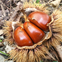 자연담아 하동 알밤 신이내려주신 산! 지리산 산기슭 아래 첫동네에서 수확한 햇알밤 / 기계로 깐밤 2KG, 알밤 2KG 소 (1P 3CM내외)