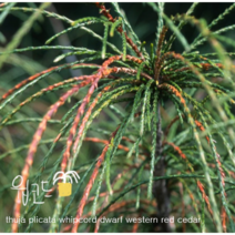 윕코드 [1포트] (복남이네야생화 모종 정원수 침엽수 측백나무 시더우드 카페식물 thuja plicata whipcord dwarf western red cedar)