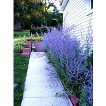 (행복씨앗) 허브씨앗 러시안세이지 (Russian Sage) 10립, 1개