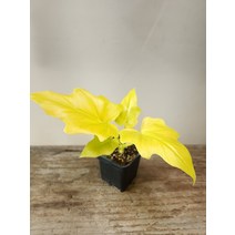 희귀식물 골드셀렘 바르세비치 소품 15~25cm 69