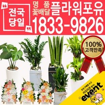 플라워포유 축하 오픈 개업 공기청정 관엽식물 화분선물 당일배송 꽃배달, (선택24)해피트리