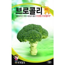 브로콜리 씨앗 채소 종자 야채 쌈채소 유럽 씨 100알