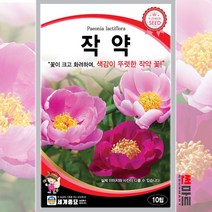 작약꽃 10립 / 작약 다년생 고급 꽃씨 씨앗 화단 정원 관상용 Peony seed
