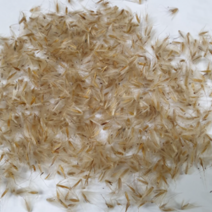 (L159)억새씨앗 1kg, 1개