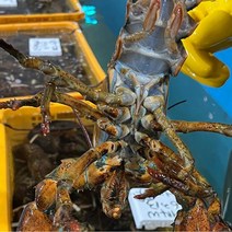 캐나다 활 랍스터 스몰듀세스 1kg x 1미, 단품