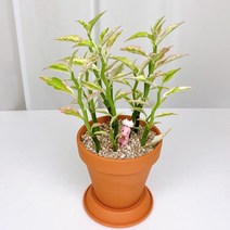 미니농장 대운용 천국의계단 화운용 다육식물 화초 공기정화식물 집들이선물 집꾸미기 인테리어, 대운용+토분세트