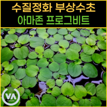 [비바소녀] 아마존 프로그비트 (15뿌리)