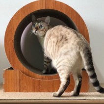 고양이 캣휠 소형 쳇바퀴 놀이기구 스크래쳐 블루캣 박스 스크레쳐 캣닢 포함, 1개