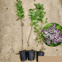 라일락 수수꽃다리 포트묘 라일락나무 묘목 화분 포트, 1개