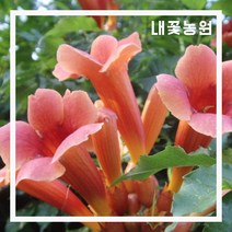 내꽃농원 능소화 4치 포트 3주 묶음