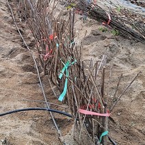 과실나무 자두나무묘목 과실수묘목 자두묘목 체리나무묘목, 푸룬자두묘목_5그루(2년생)