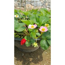 관하 딸기(사계딸기)6포트 1셋