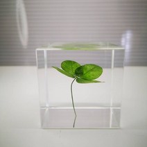 인테리어 소품 재벌집 막내아들 크리스탈 무드등 투명 민들레 네잎클로버, 5cm 흰색 꽃축 네잎 클로버 큐브