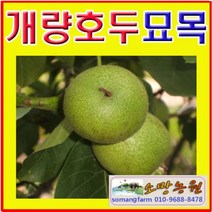 (D소망)개량왕호두나무묘목(접목1년) 1그루