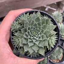 루즈 바위솔 월동되는 다육이 키우기 쉬운 다육식물