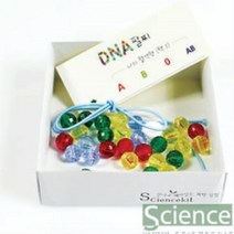 초등 과학 DNA 구조 팔찌만들기 4인용 과학실험용 교육완구 과학영재실험 실험세트 초등과학실험 과학키트