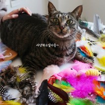 고양이 움직이는 사냥놀이 장난감 고양이 레이저 낚시대 68종, 선택사항, 68번