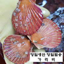 통영 가리비 2kg 3kg 5kg (3시 이전 주문시 당일 발송), 1BOX