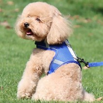 이지 워크 강아지 하네스+리드줄 세트(M) (블루) 가정용 업소용 추천 FDC00710OV, 제목색상또는랜덤