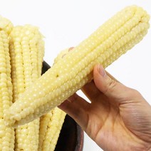 가미농원 무주 미백 대학찰옥수수 12개(4팩), 1