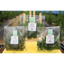 카페용 실속2종 허브세트(로즈마리/타임/애플민트 2가지선택)20g, 로즈마리20g+애플민트10g(데코용)