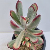 [메카다육]14-0915 원종방울복랑금(다육금) 화분포함 다육식물