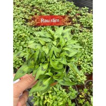 베트남 야채 묘종/ cay rau ram /아시아 농장 송소희, 1개