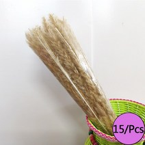 미니화분 자연 말린 꽃 토끼 꼬리 팜파스 갈대 꽃다발 웨딩 파티 장식 식물 3 개 구매시 1 무료 제, 06 L8