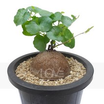 구갑룡(중품)-공기정화식물 인테리어 식물키우기 화분