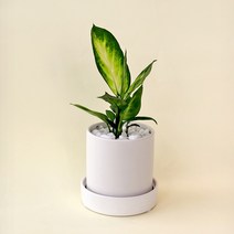[마이플랜트] 마리안느 공기정화식물 화분세트, 마리안느 세라믹 화분 set, 선택완료