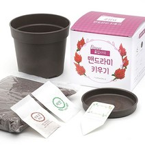 키우기 시리즈 반려 화분 재배 가 텃밭 키트 마당 채소밭 옥상 식물 아파트 베란다 미니 정원 꽃집사 모종, 코스모스