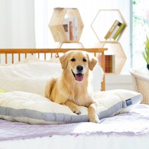 펫테일 올독방석 강아지 방석 애견 쿠션 극세사 면 소중대형견, 극세사-아이보리