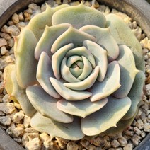 다육식물(로라) 2개(랜덤발송)