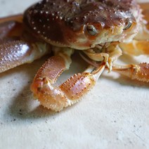 영덕 대게 선주직송 제철 박달대게 택배 시세 맛집 배송 싯가 주문 배달, 영덕 대게(중) 360g 3마리