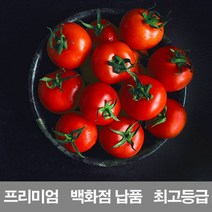 상세설명참조 영화청과 국내산 방울토마토 1k500g 프리미엄 백화점 납품 생 즙 주스, 1개