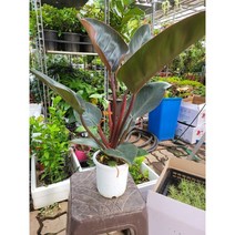 50~70cm 레드콩고 중대품 119, 1개