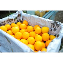 23년 올레돌밭농원 제주직송 황금향 2.5Kg/4.5kg 벌크용, 황금향4.5Kg랜덤과