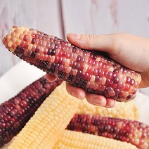 김동식님의 삶은 냉동 찰옥수수 / 미백 찰옥수수 / 흑찰옥수수, 흑찰옥수수 9개입(15~18cm)