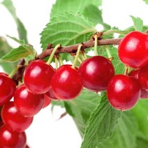 푸른묘목농원 왕앵두나무 4년생 분묘 결실주