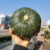 뉴질랜드 단호박 10kg (7~12과) 프리미엄 햇 단호박