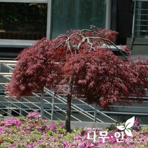 [나무인] 수양단풍 공작단풍 지름6cm (차량배송)