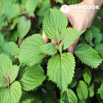 가락시장직송 시소 1팩 (약 30장), 단품