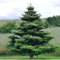 묘목/모종 구상나무 수고150cm (조경/산림수용) RR084